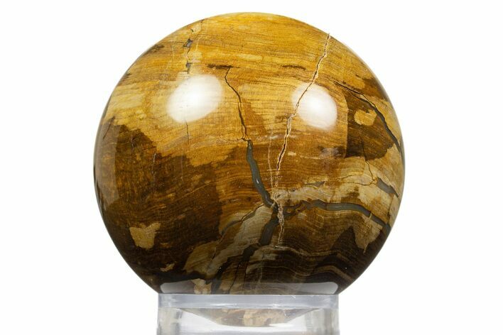 Polished Petrified Wood Sphere - McDermitt, Oregon #308262